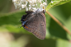 Satyrium edwardsii