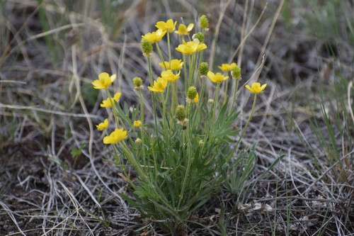Image of Ranunculus pedatifidus by (c) Syd Cannings, some rights reserved (CC BY)