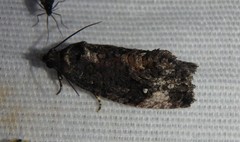 Gymnandrosoma punctidiscanum