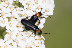 Nemognatha nemorensis