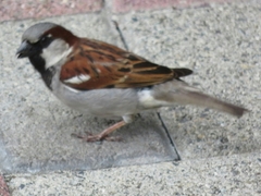 Passer domesticus