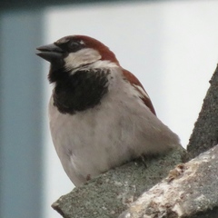 Passer domesticus