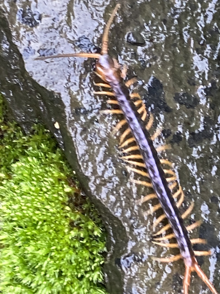 Ethmostigmus sahyadrensis