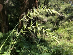 Elymus californicus