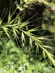 Elymus californicus