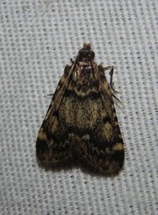 Aglossa