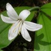 Clintonia uniflora - Photo (c) J Brew,  זכויות יוצרים חלקיות (CC BY-SA)