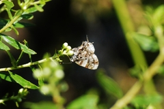 Aubergina vanessoides