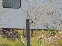 Gubernatrix cristata