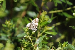 Aubergina vanessoides
