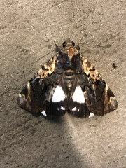 Catephia linteola