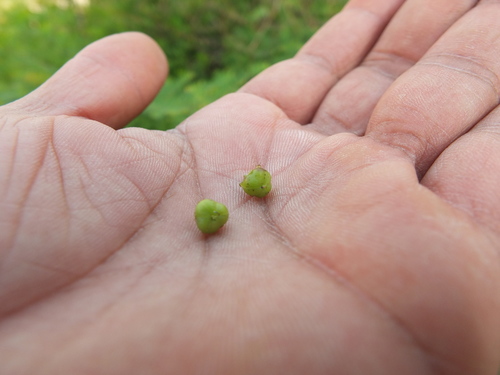 Image of Phyllanthus lawii by (c) Siddarth Machado, some rights reserved (CC BY)