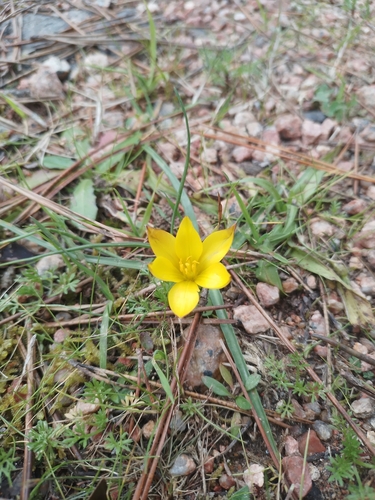 Nothoscordum felipponei, photograph 2