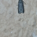 Pyraloidea