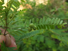 Phyllanthus lawii