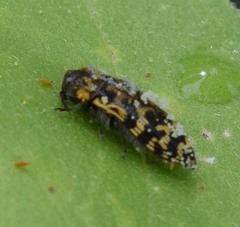 Acmaeodera mixta