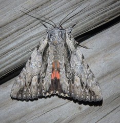 Catocala coccinata