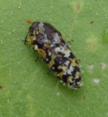 Acmaeodera mixta