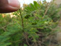 Phyllanthus lawii
