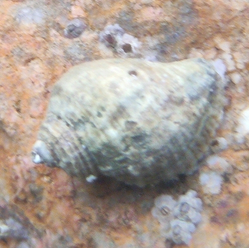 Nucella heyseana