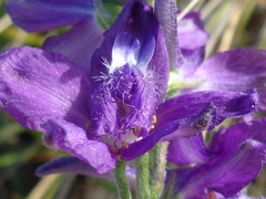 Delphinium hesperium