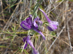 Delphinium hesperium