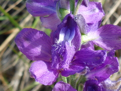 Delphinium hesperium