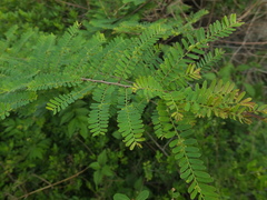 Phyllanthus lawii