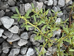 Sesuvium portulacastrum image