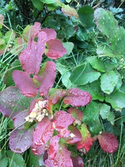 Berberis
