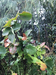 Berberis