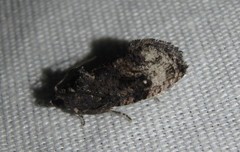 Gymnandrosoma punctidiscanum