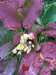 Berberis