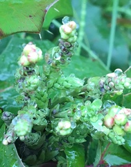 Berberis