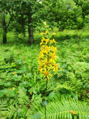 Ligularia sachalinensis