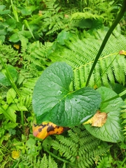 (c) Anastasiia Samokhvalova, some rights reserved (CC BY) Ligularia sachalinensis, photograph (c) Anastasiia Samokhvalova, some rights reserved (CC BY)