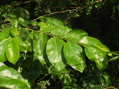 Holoptelea integrifolia