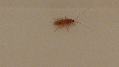 Ectobius pallidus