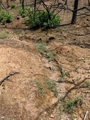 Githopsis specularioides