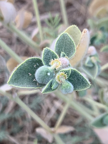 Euphorbia petiolata, 2024-07-21