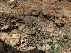 Githopsis specularioides