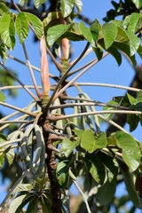 Cecropia pachystachya