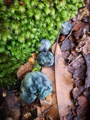 Rossbeevera pachydermis