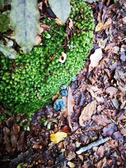 Rossbeevera pachydermis