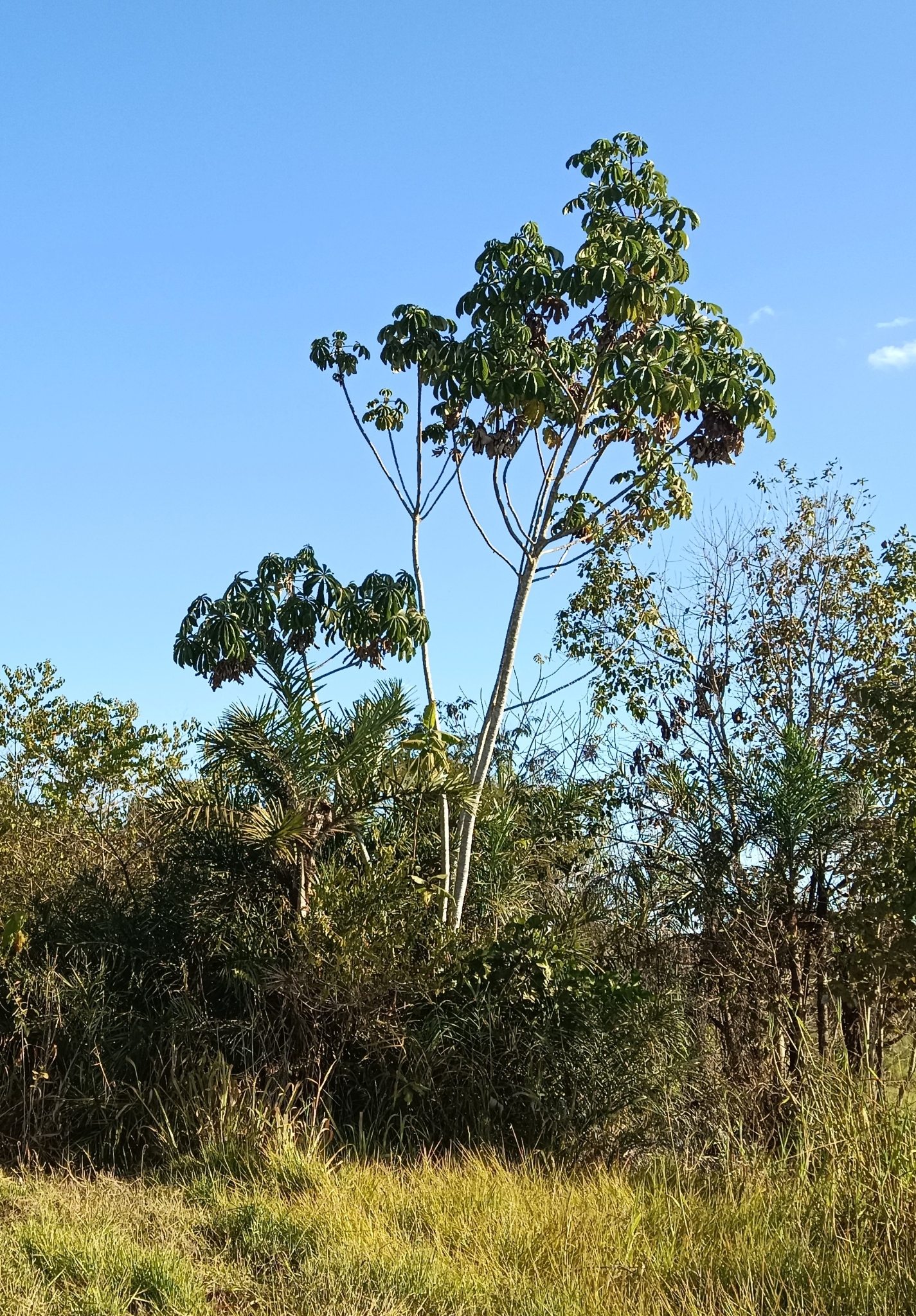 Cecropia pachystachya