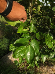 Holoptelea integrifolia