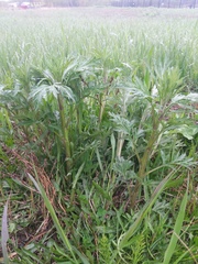 Artemisia vulgaris kamtschatica