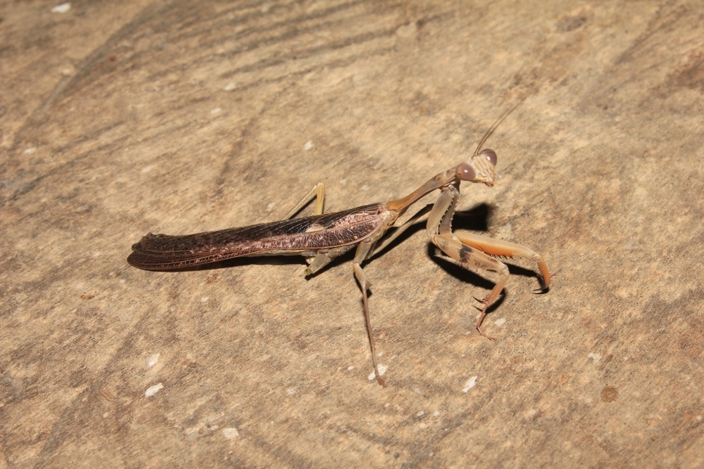 Hierodula brunnea