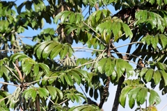 Cecropia pachystachya