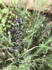 Nomia rubroviridis